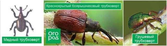 Самые опасные вредители сада, которые портят бутоны: досье и препараты для защиты 