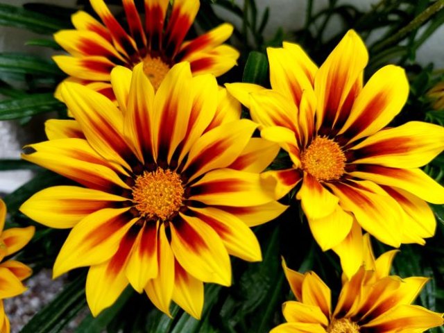 10 желтых многолетников, которые украсят ваш сад