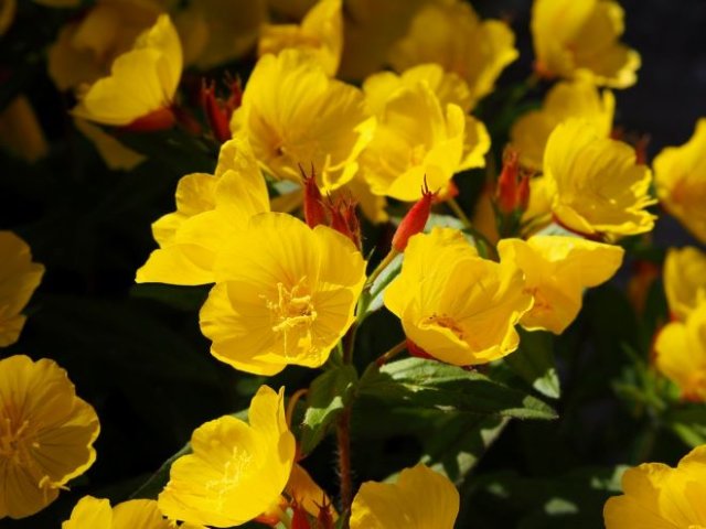 10 желтых многолетников, которые украсят ваш сад