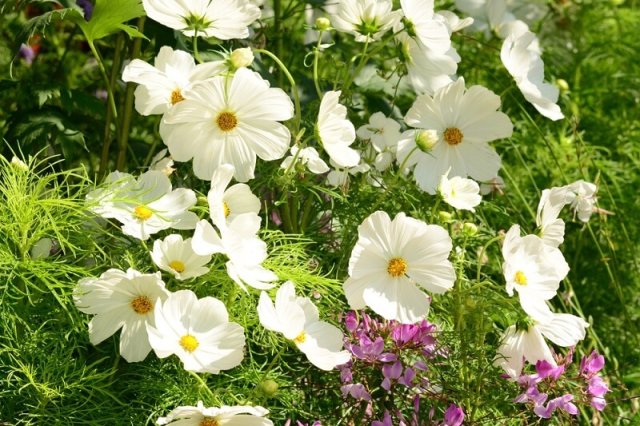 Цветник в стиле кантри: лучшие растения и правила посадки