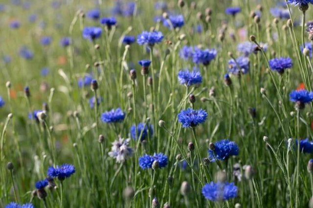 Цветник в стиле кантри: лучшие растения и правила посадки