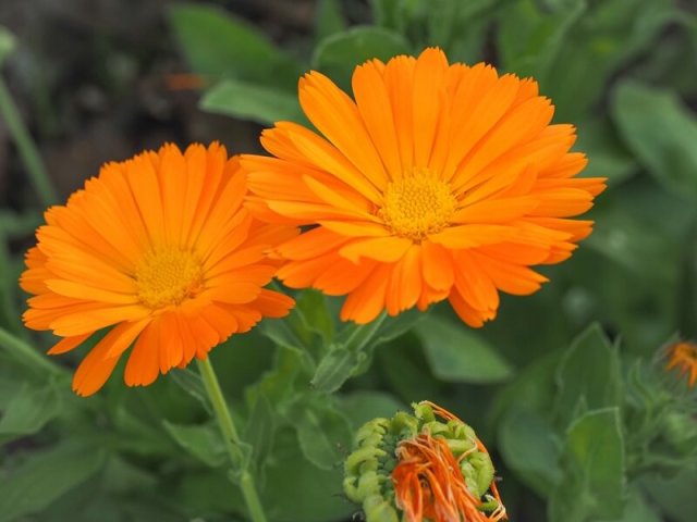 Цветник в стиле кантри: лучшие растения и правила посадки