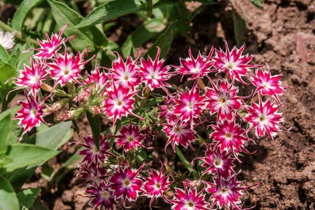 Цветник в стиле кантри: лучшие растения и правила посадки