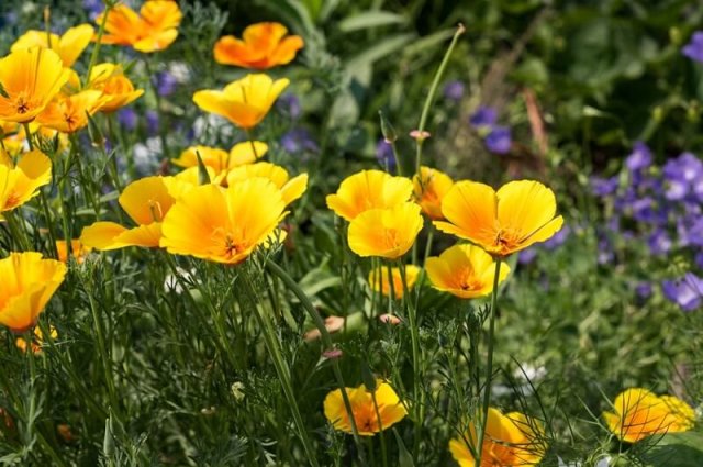 Цветник в стиле кантри: лучшие растения и правила посадки