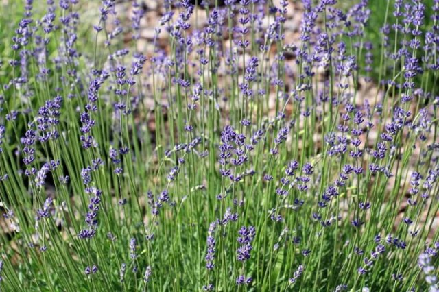 Цветник в стиле кантри: лучшие растения и правила посадки