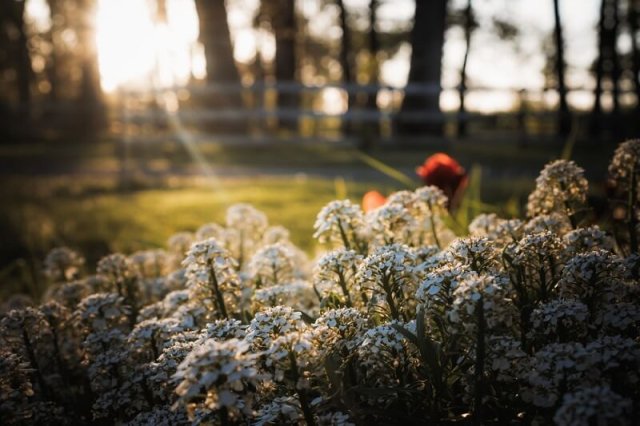 Цветник в стиле кантри: лучшие растения и правила посадки