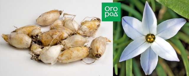 Ифейон (иферон, тристагма) на даче: сорта, выращивание и уход 