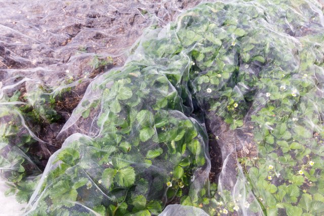 Клубника цвела, а ягод не было: почему и как исправить ситуацию 