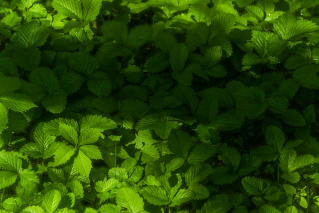 Клубника цвела, а ягод не было: почему и как исправить ситуацию 