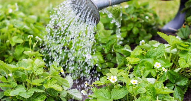 Клубника цвела, а ягод не было: почему и как исправить ситуацию 