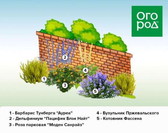 Клумба вдоль забора: схемы, растения и особенности ухода 