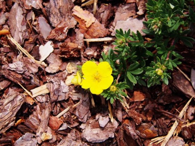 Обрезка лапчатки: как, когда, зачем