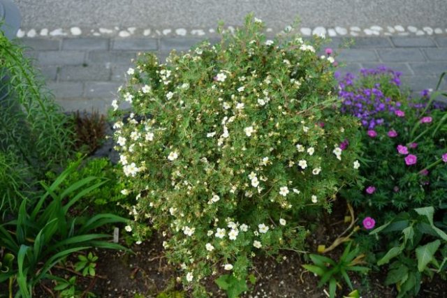 Обрезка лапчатки: как, когда, зачем