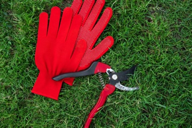 Обрезка лапчатки: как, когда, зачем