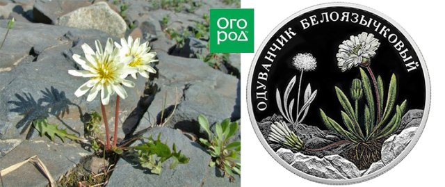 Одуванчик как декоративное растение – виды, сорта, выращивание, уход 