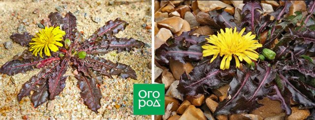 Одуванчик как декоративное растение – виды, сорта, выращивание, уход 