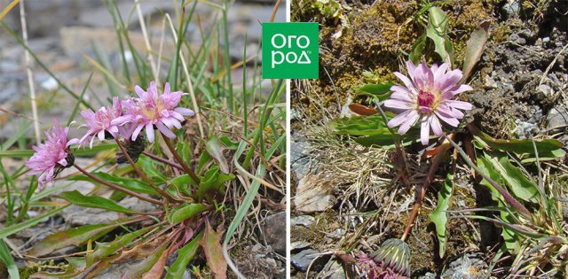 Одуванчик как декоративное растение – виды, сорта, выращивание, уход 