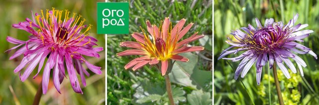 Одуванчик как декоративное растение – виды, сорта, выращивание, уход 