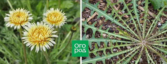 Одуванчик как декоративное растение – виды, сорта, выращивание, уход 