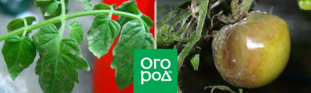 Определитель болезней томатов: фото, описание, меры борьбы и профилактика 