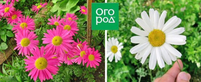 Пижма на даче: виды, сорта, выращивание и применение 
