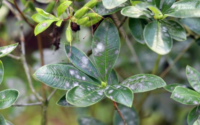 Ухаживаем за рододендроном после цветения: 3 дела, которые нельзя пропускать 