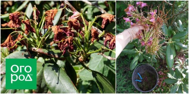 Ухаживаем за рододендроном после цветения: 3 дела, которые нельзя пропускать 