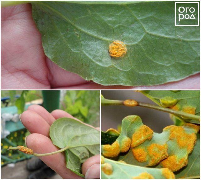 5 самых опасных болезней и вредителей клематисов (фото, описание, лечение) 