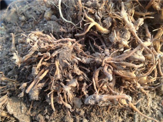 5 самых опасных болезней и вредителей клематисов (фото, описание, лечение) 