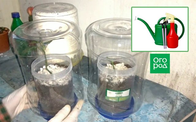 Черенкование роз в домашних условиях – 10 шагов до собственных саженцев 