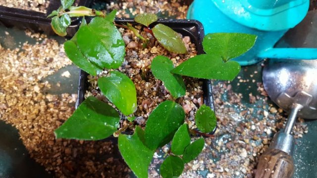 Черенкование роз в домашних условиях – 10 шагов до собственных саженцев 