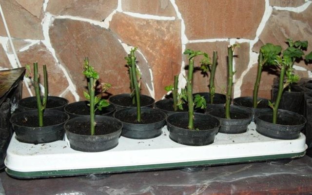 Черенкование роз в домашних условиях – 10 шагов до собственных саженцев 