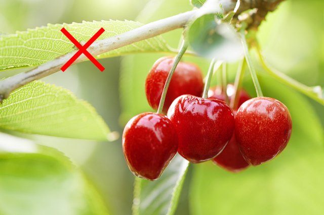 Как обрезать плодовые деревья летом – 5 простых и эффективных приемов 