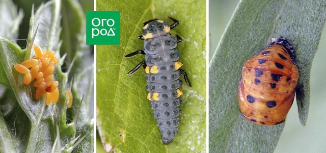 Личинки божьих коровок – ужасные и прекрасные 