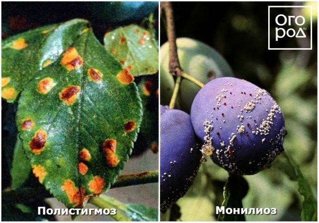 Почему осыпаются завязи и плоды на яблоне, сливе, вишне и других деревьях 