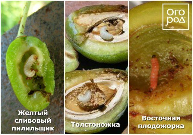 Почему осыпаются завязи и плоды на яблоне, сливе, вишне и других деревьях 