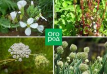 Почему стрелкуются редис, лук, морковь, салат и другие овощи