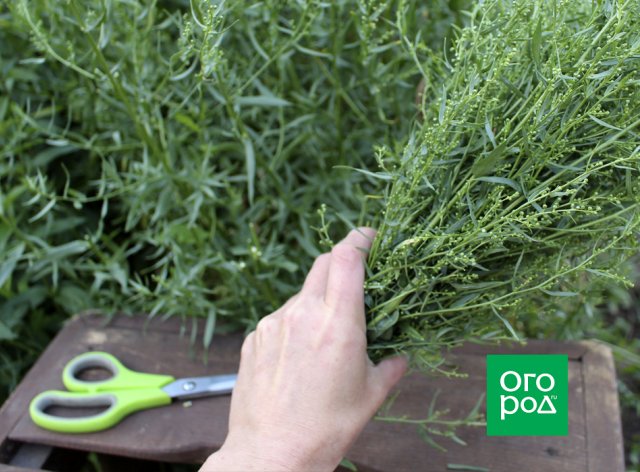 10 трав для домашнего "зеленого" чая – вкус и польза с ваших грядок 