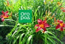 5 дел, которые нужно сделать с лилейниками в конце сезона