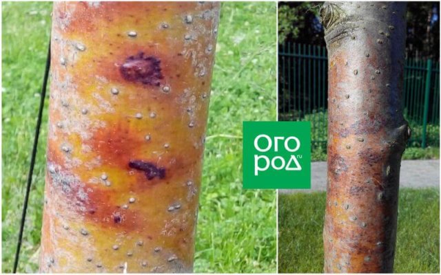 Чем болеет дерево: определяем по пятнам на стволе и ветках 