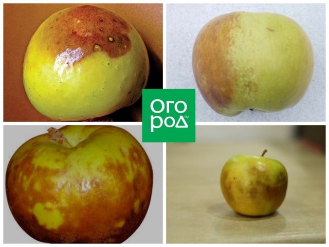 Что случилось с яблоками – определяем по урожаю 