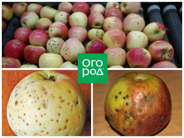 Что случилось с яблоками – определяем по урожаю 