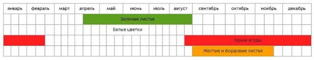 Какую рябину посадить на даче – описание и фото популярных видов и сортов 