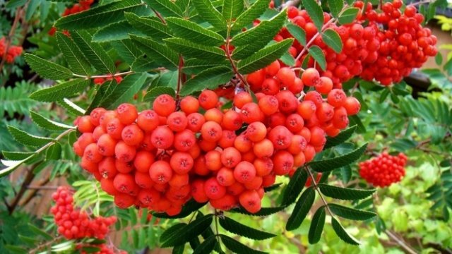 Какую рябину посадить на даче – описание и фото популярных видов и сортов 