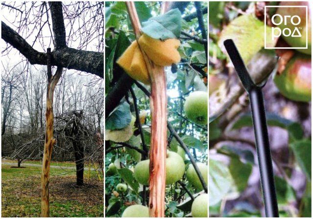 Подпорки для веток деревьев и кустов – какие бывают и как сделать самому 