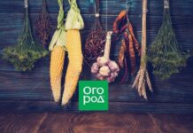 10 народных средств для долгого хранения овощей и фруктов в погребе