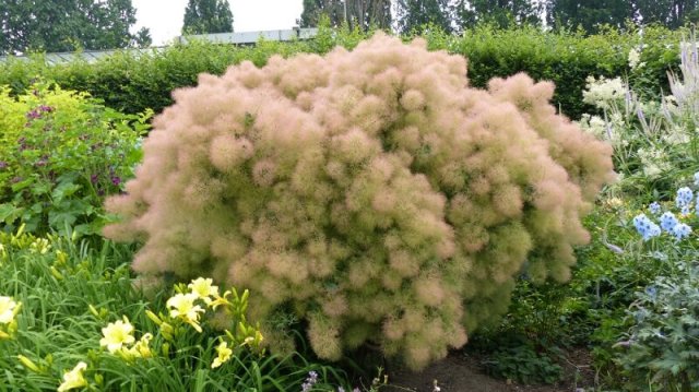 Лучшие растения для глинистой почвы: цветы и кустарники 