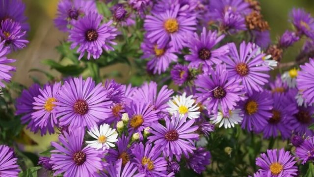 Лучшие растения для глинистой почвы: цветы и кустарники 