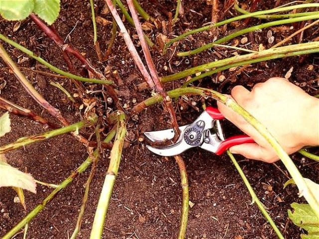10 растений в саду и цветнике, которые осенью нужно обрезать под корень 