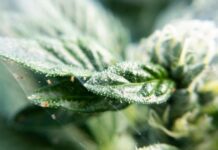 7 частых болезней комнатных растений осенью (и как их победить)